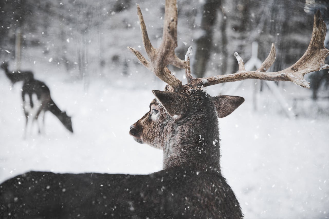 prey